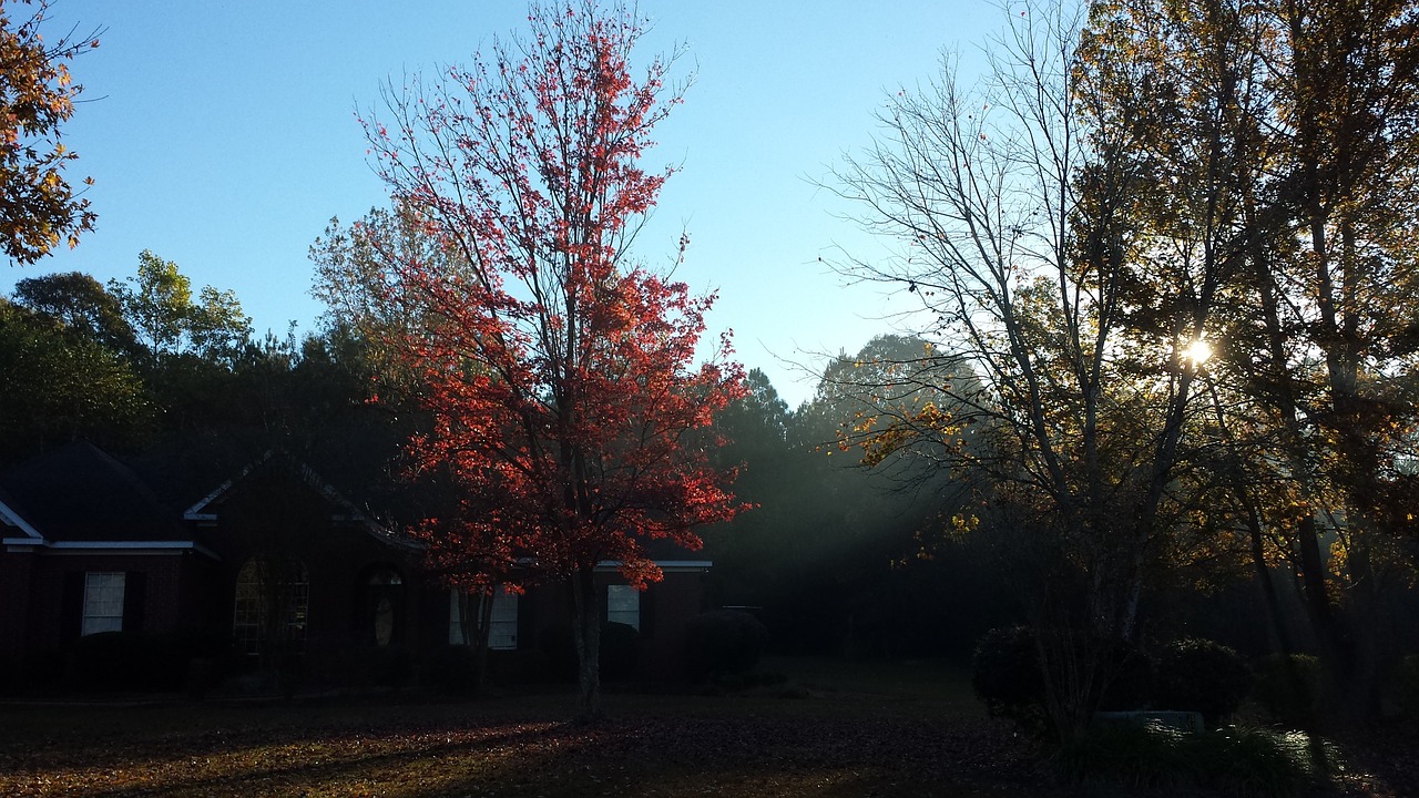 fall trees morning free photo