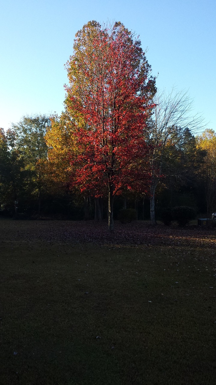 fall colorful orange free photo