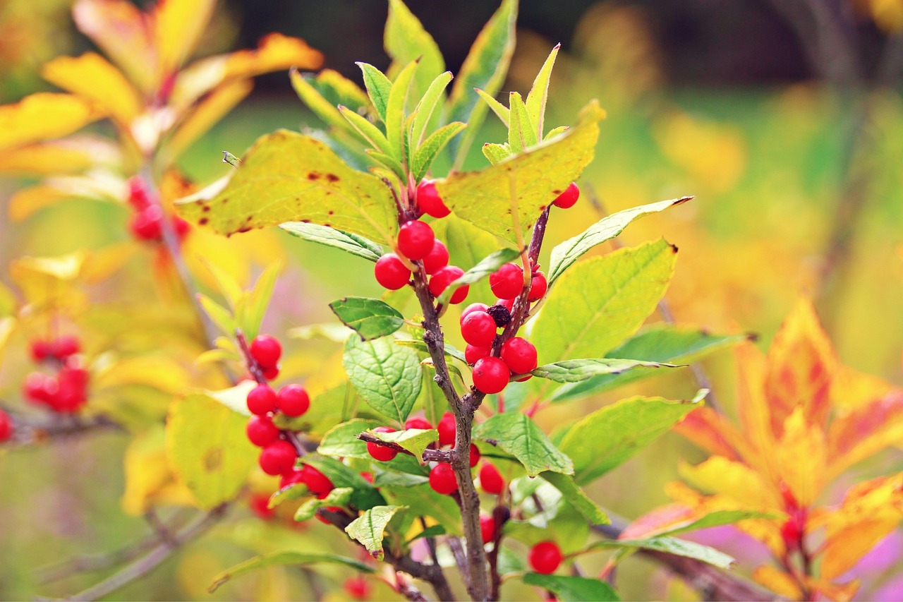 fall seasons berries free photo