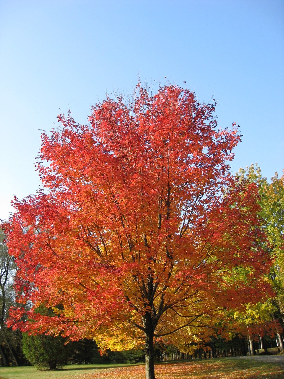 fall leaves golden autumn free photo