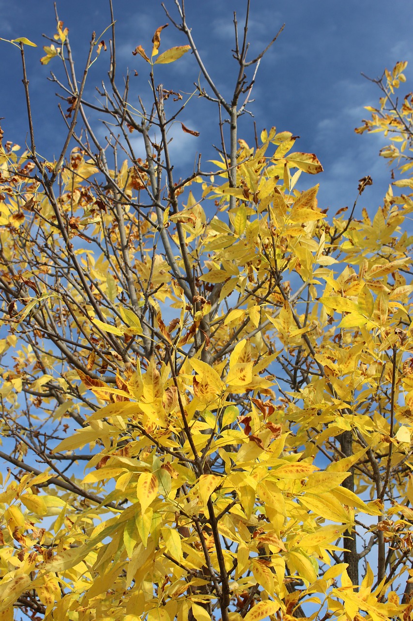 fall yellow blue sky free photo