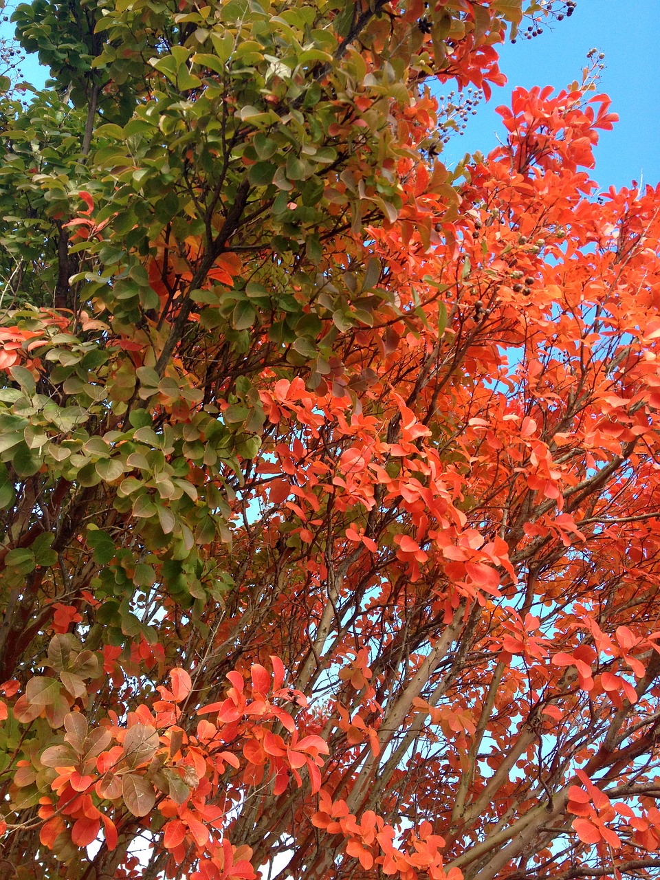 fall colors change free photo