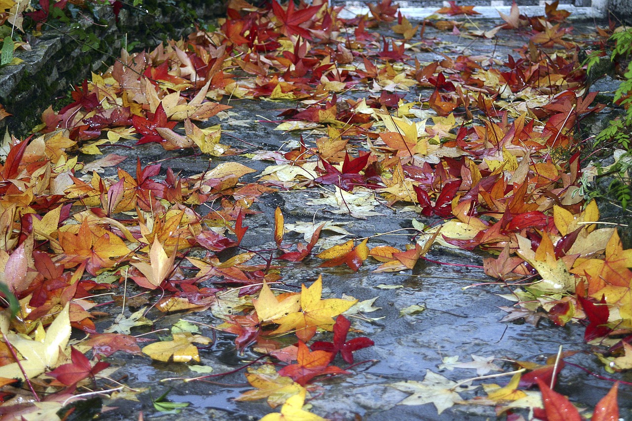 fall leaves color free photo