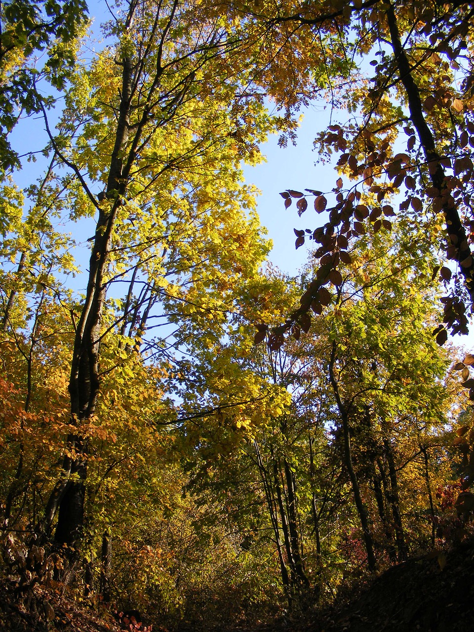 fall forest golden free photo