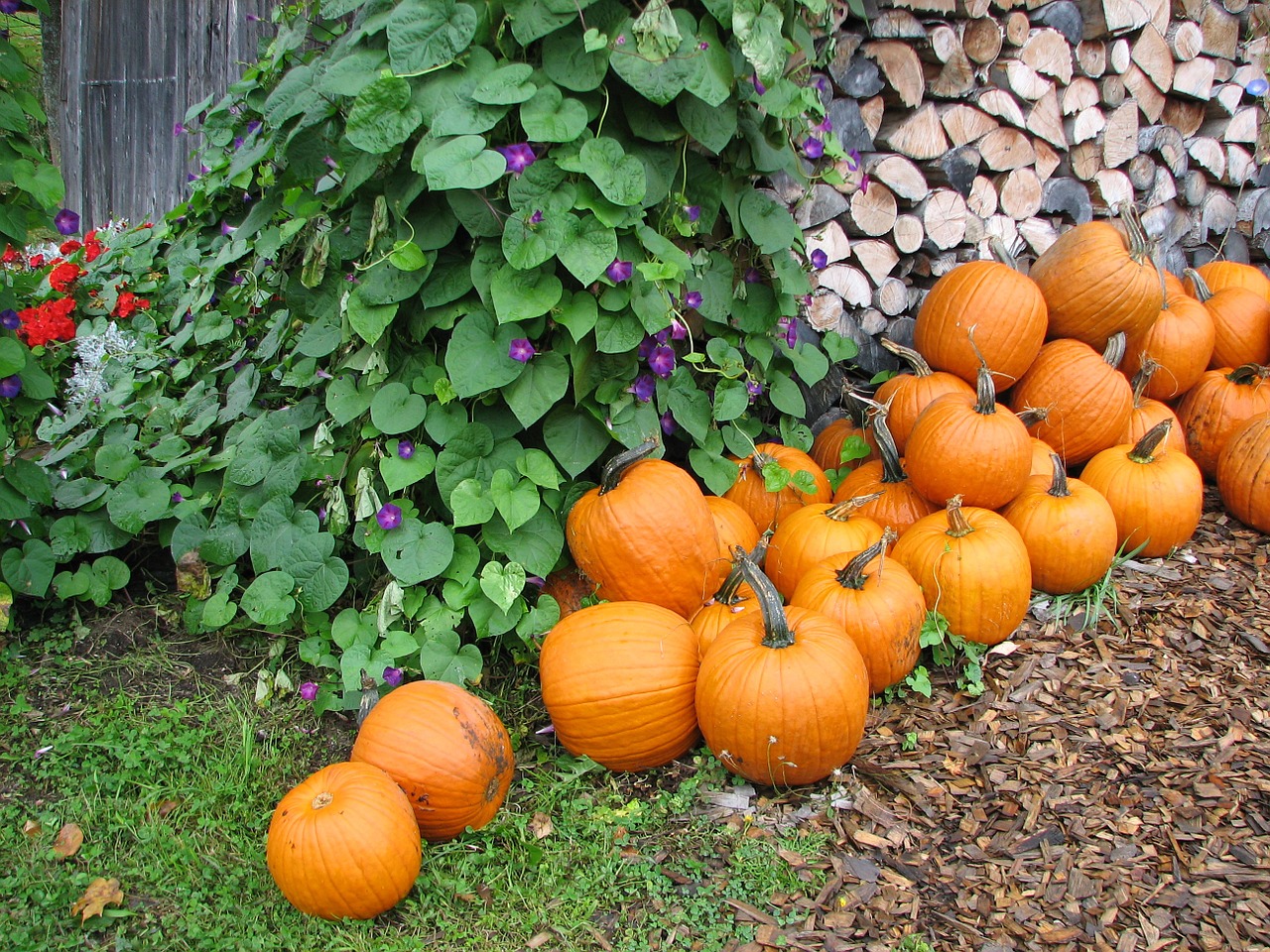 fall pumpkins autumn free photo