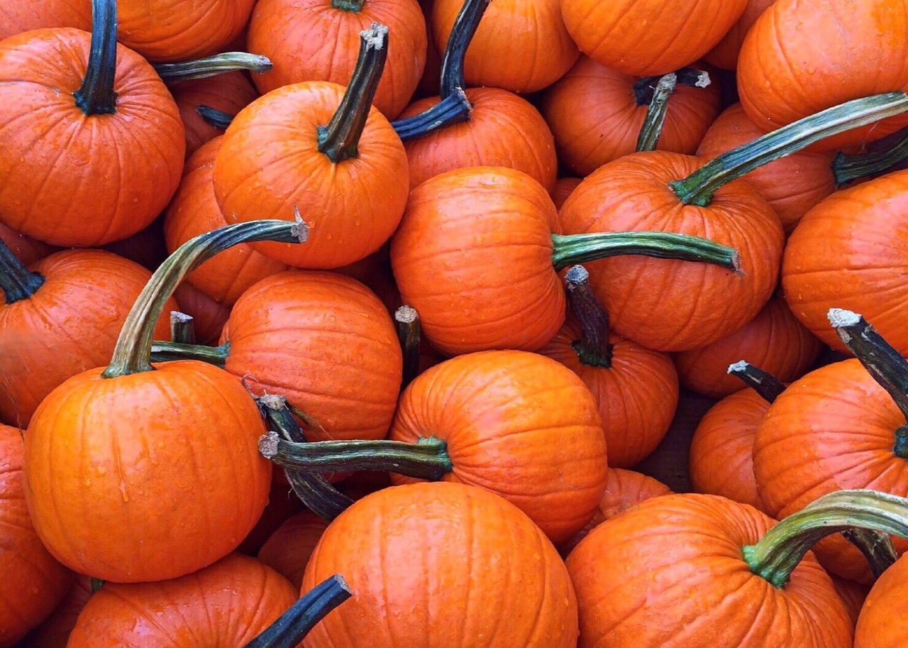 fall autumn pumpkins free photo