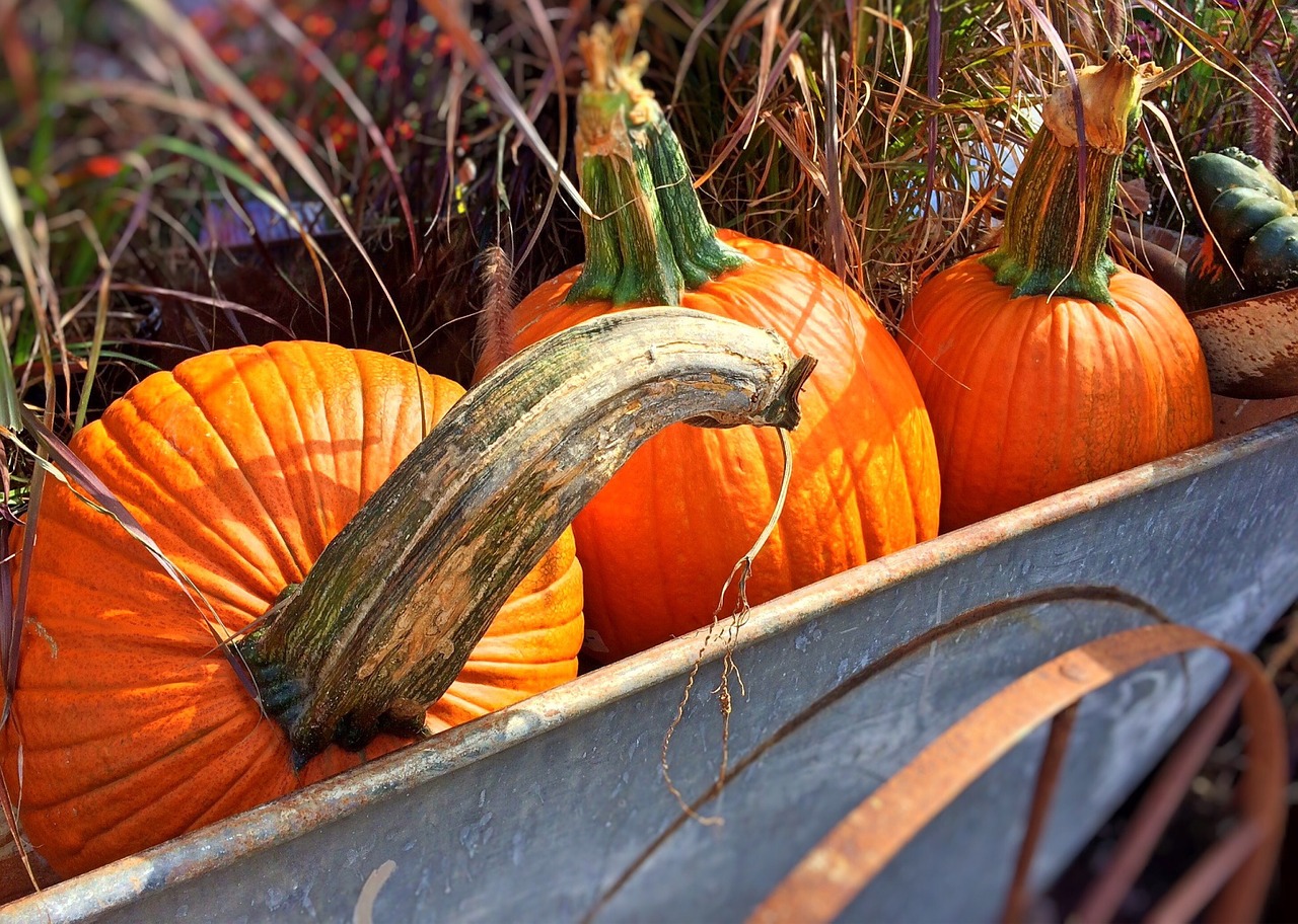 fall autumn pumpkins free photo