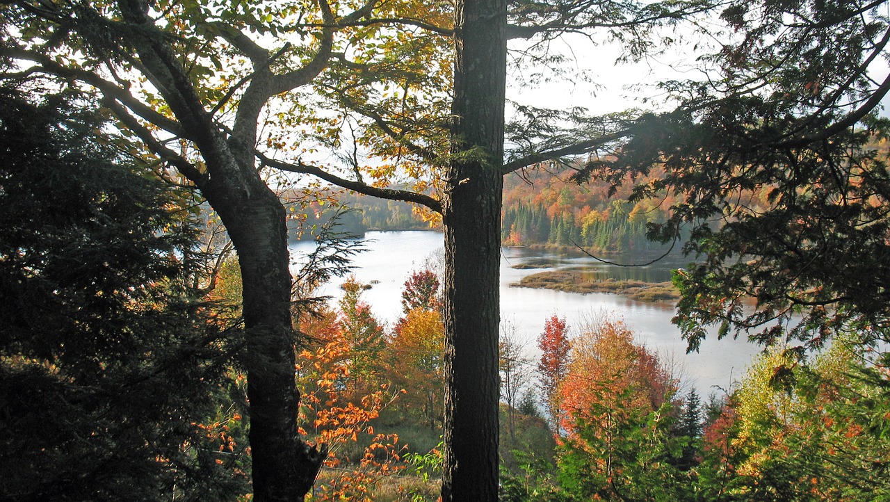 fall trees autumn landscape free photo