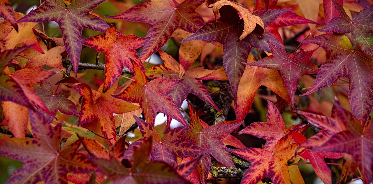 fall leaves sweetgum free photo