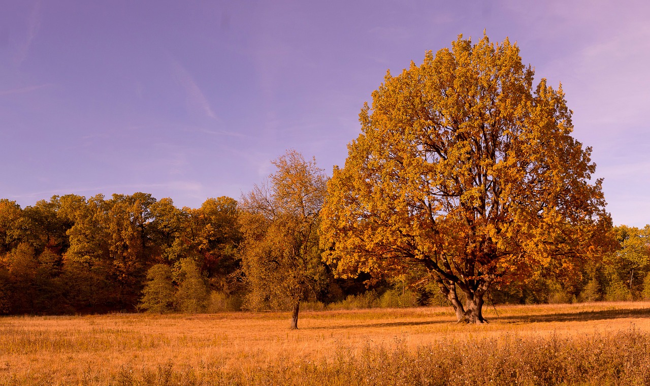 fall colors fall leaves free photo