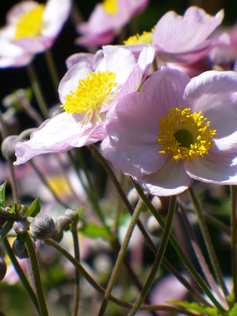 fall anemone flower bloom free photo