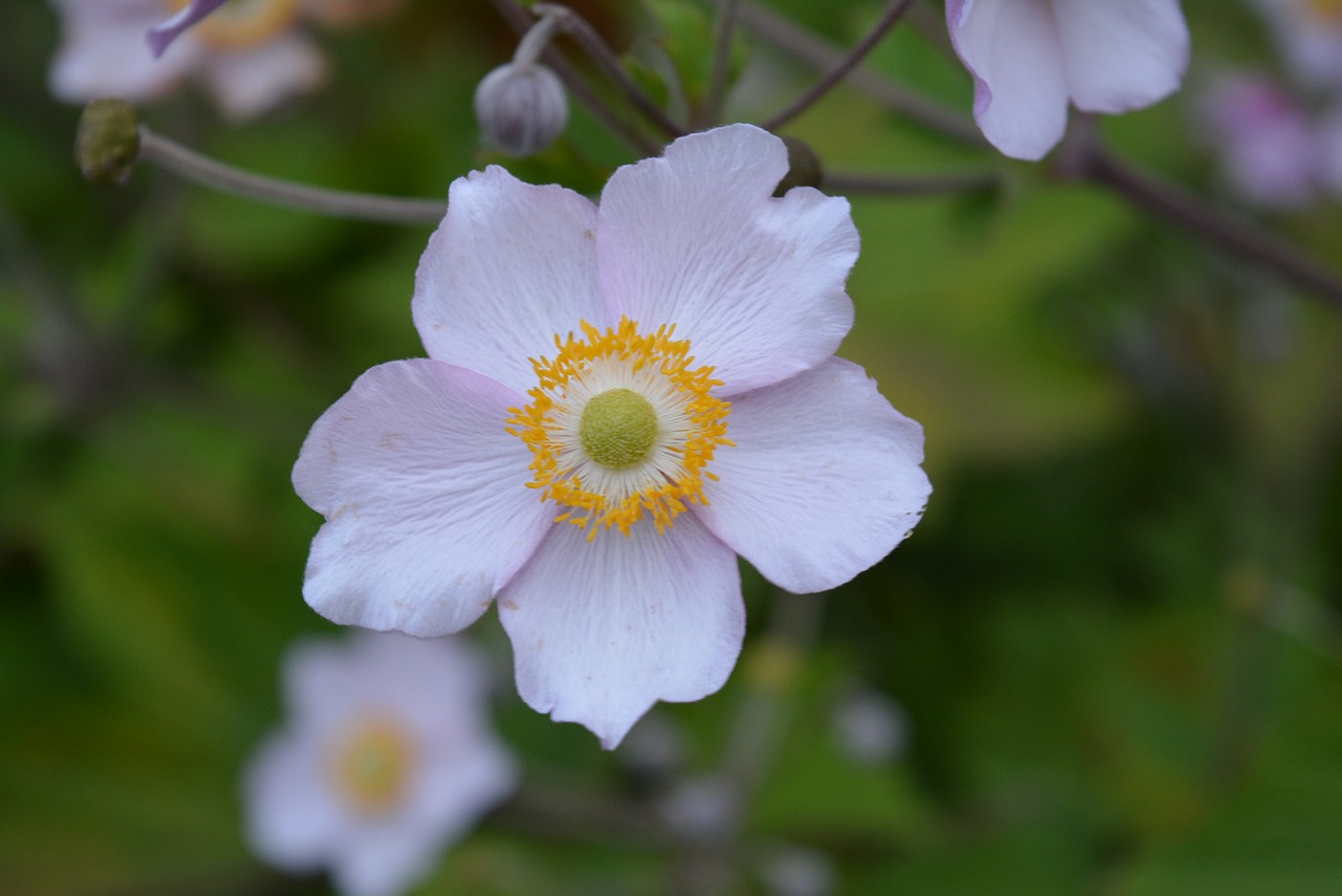 fall anemone anemone blossom free photo