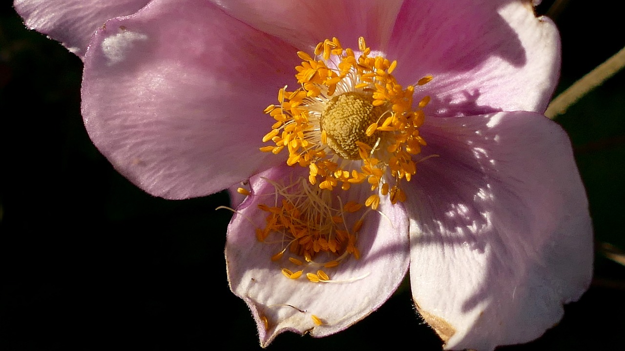 fall anemone anemone blossom free photo