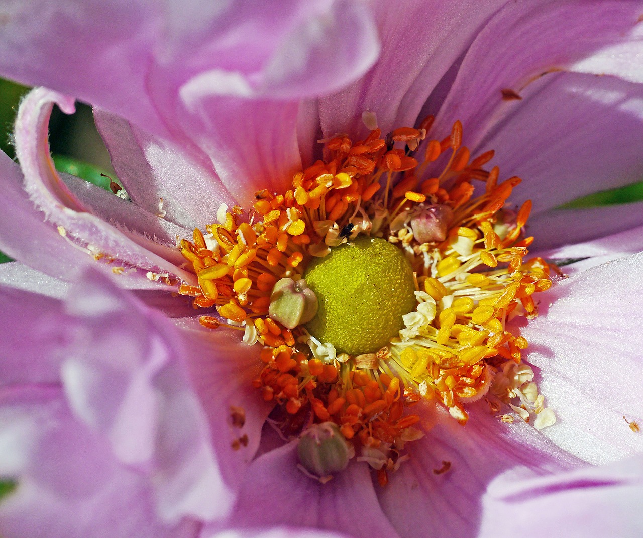 fall anemone blossom bloom free photo