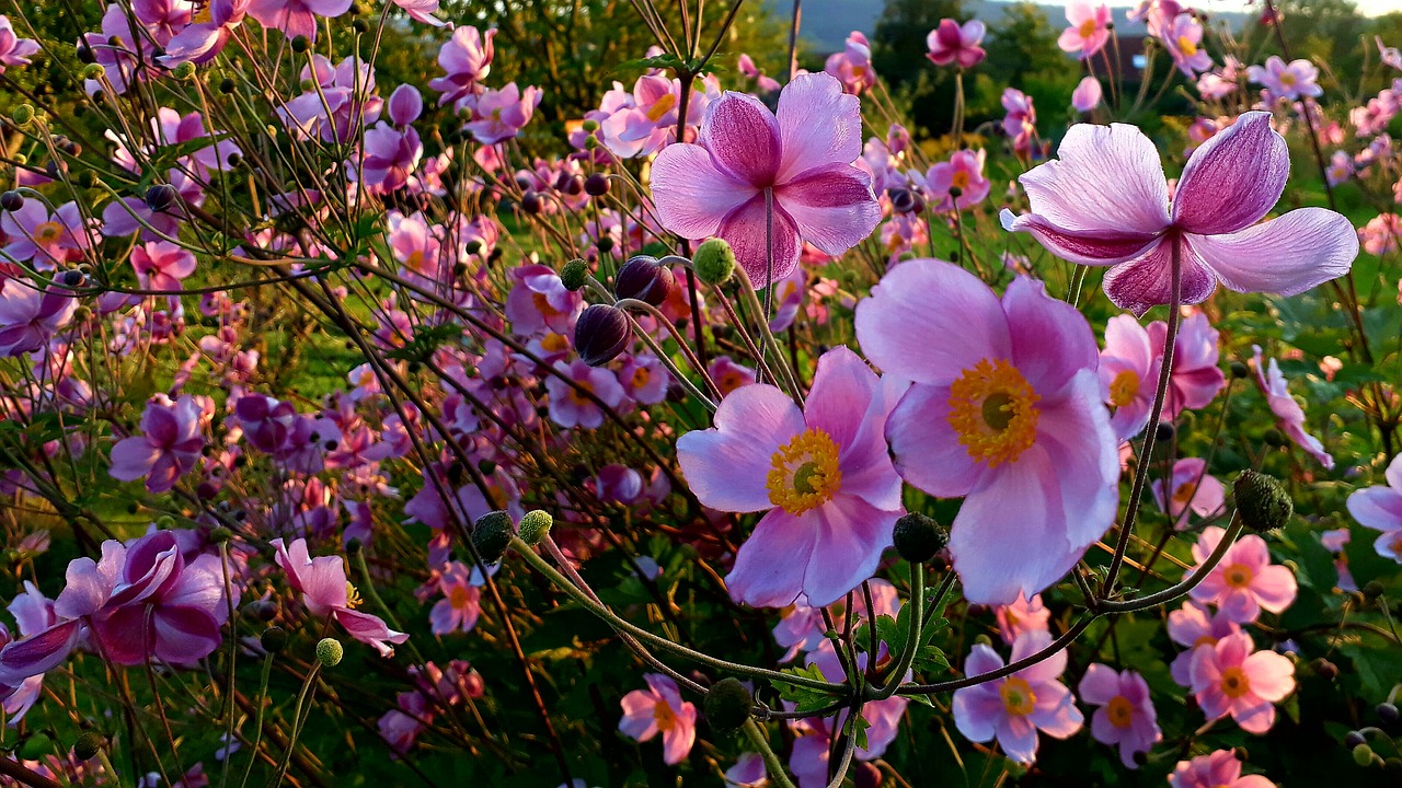 fall anemone blossom bloom free photo