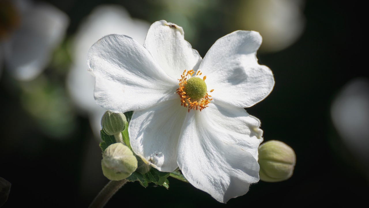 fall anemone  flower  white free photo