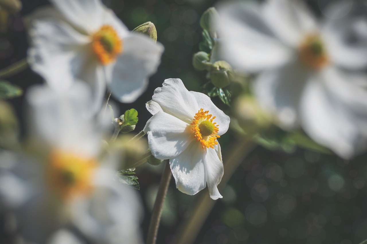 fall anemone  flower  white free photo