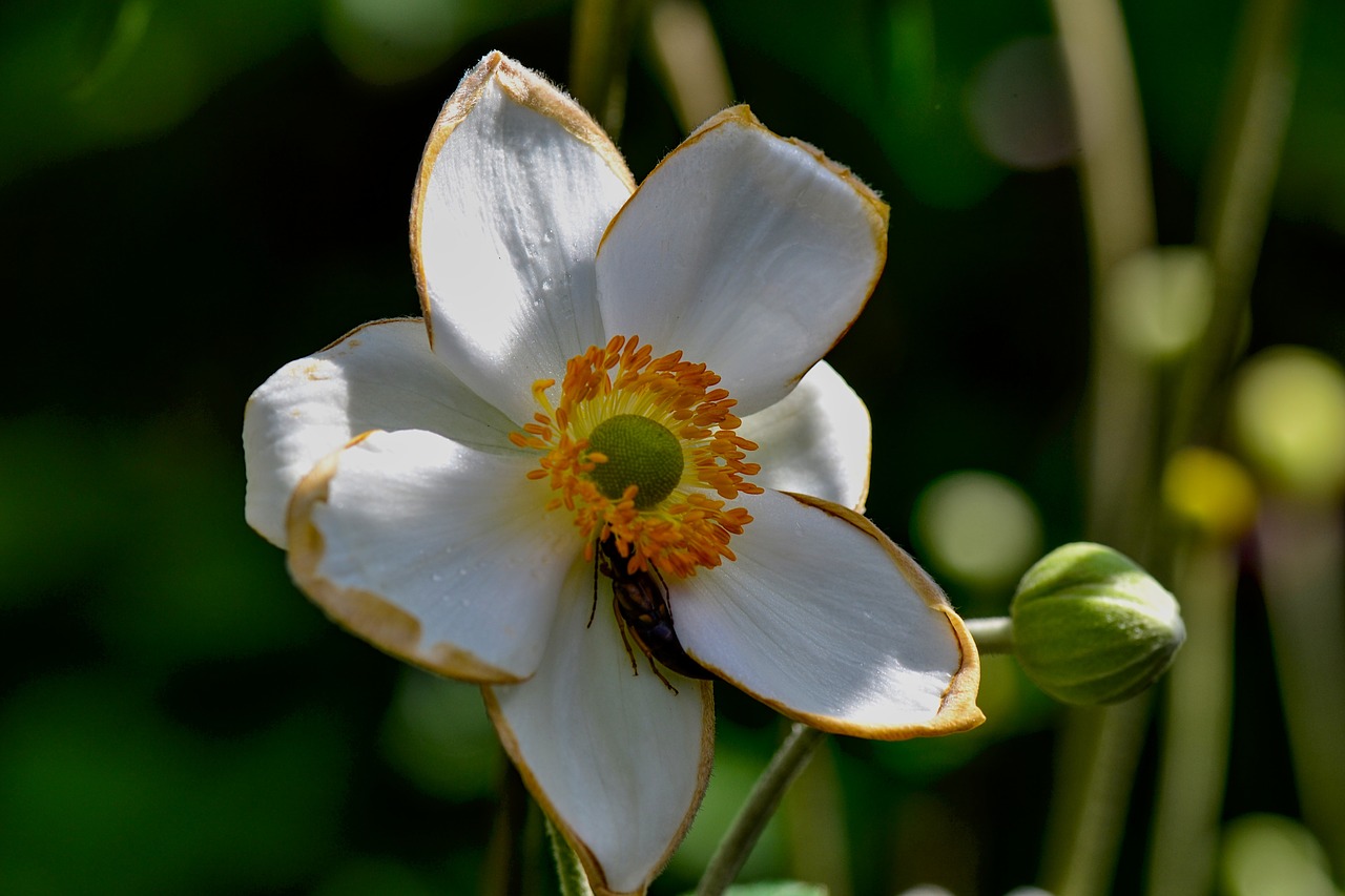 fall anemone  white  garden free photo