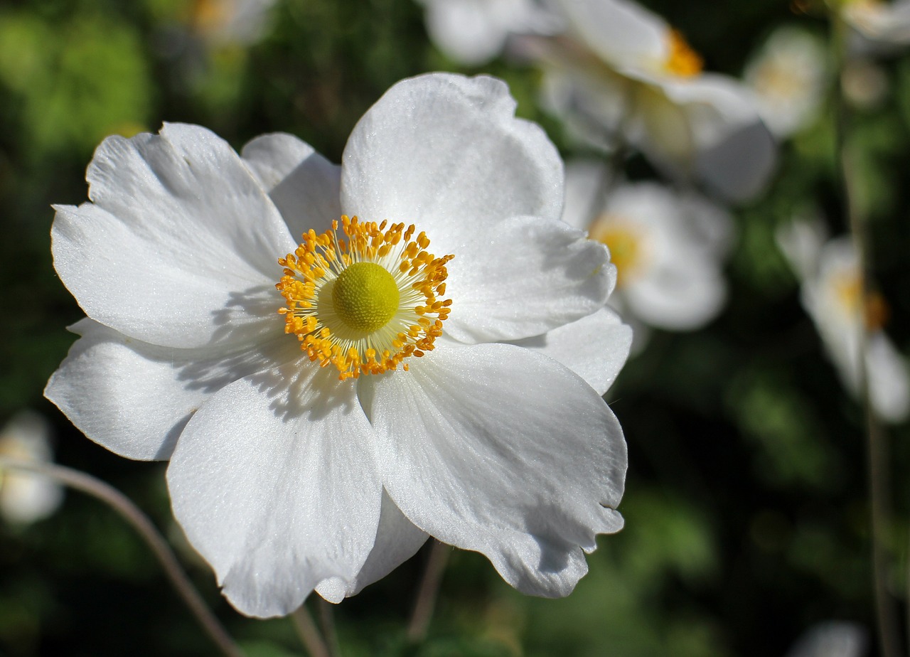 fall anemone white flower free photo