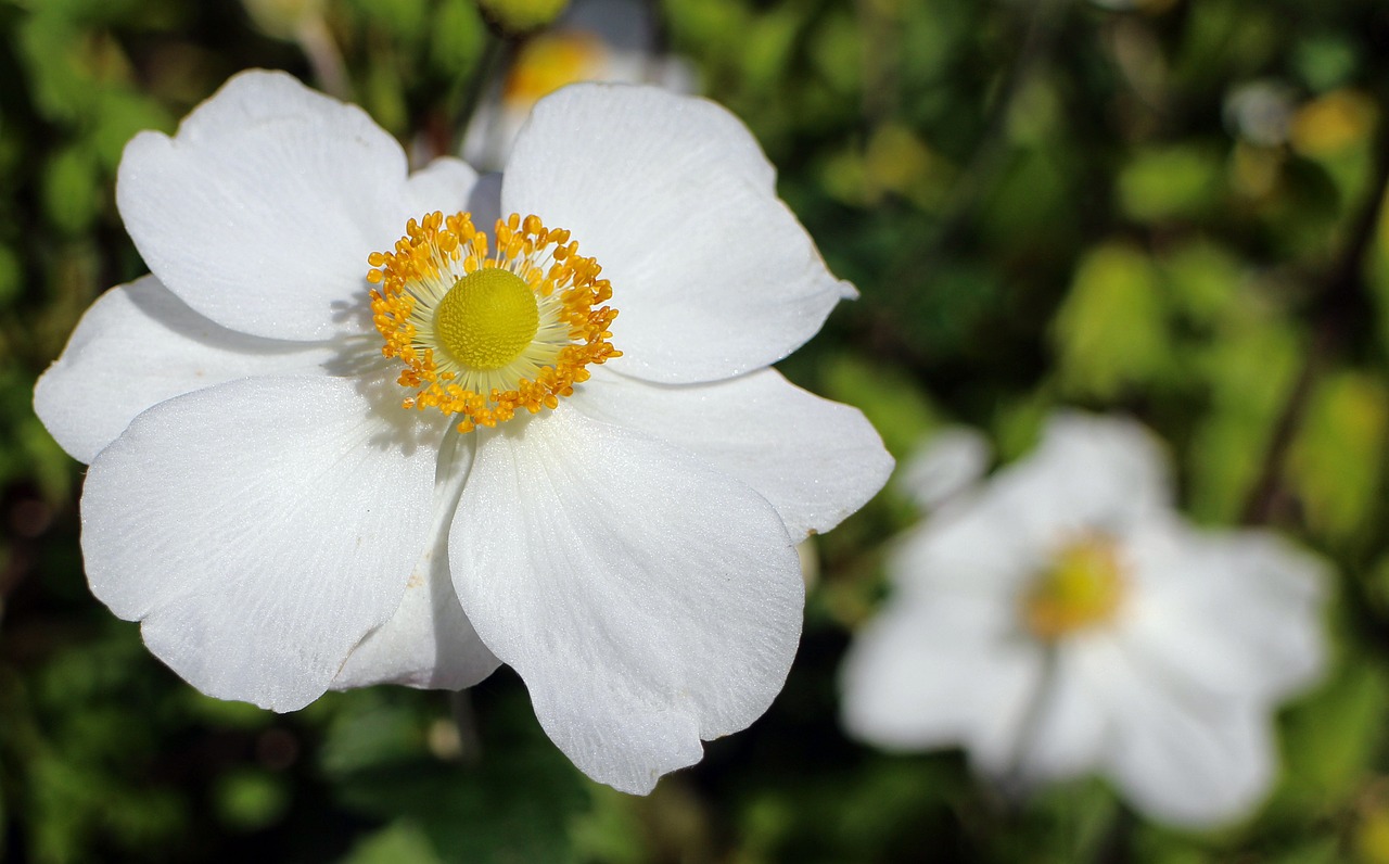 fall anemone garden plant bloom free photo