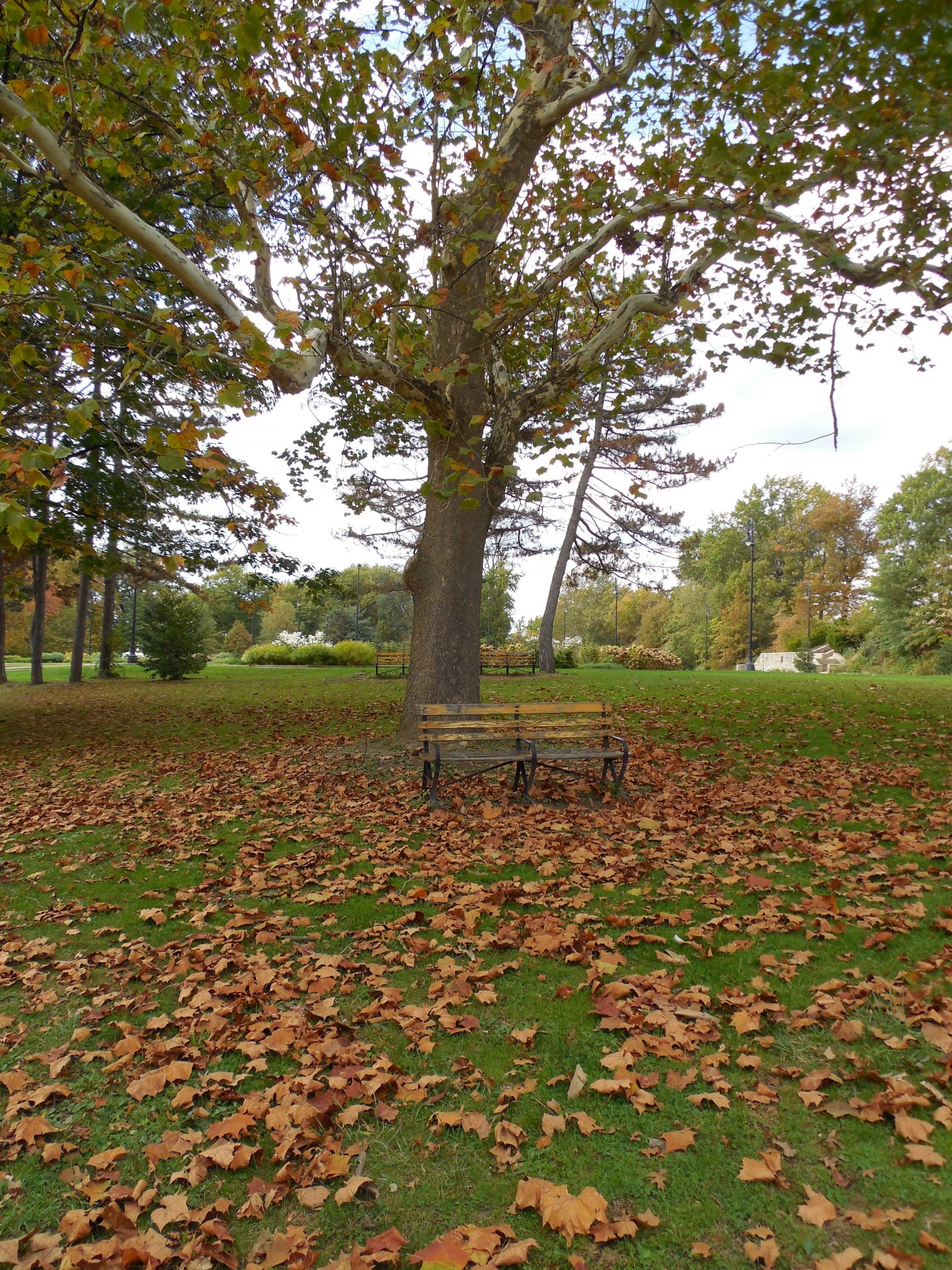 bench fall autumn free photo