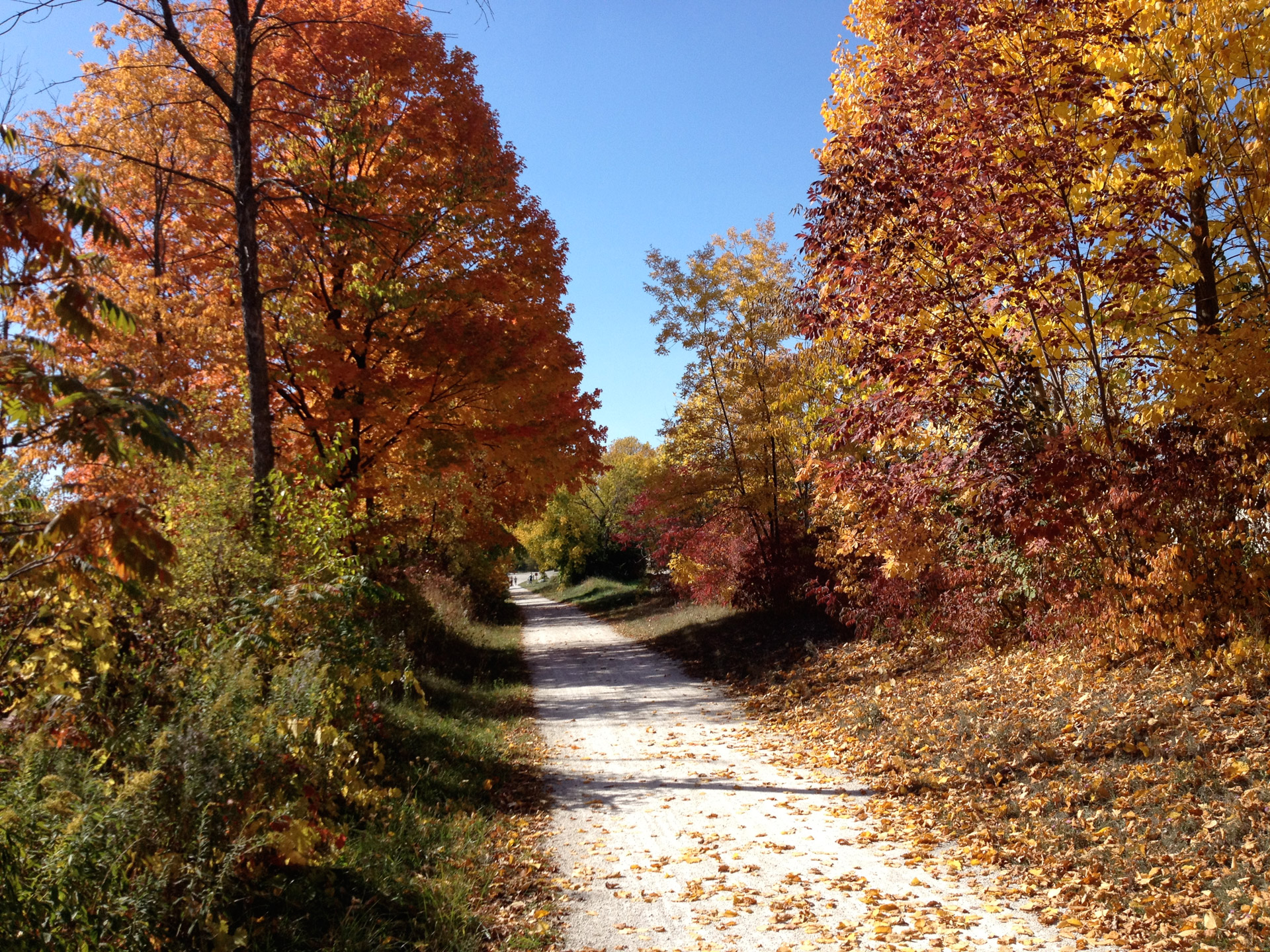 autumn fall fall colors free photo