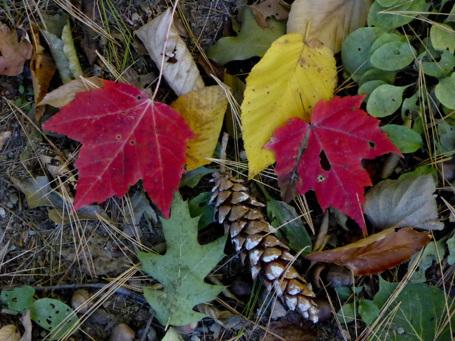 fall autumn maple free photo