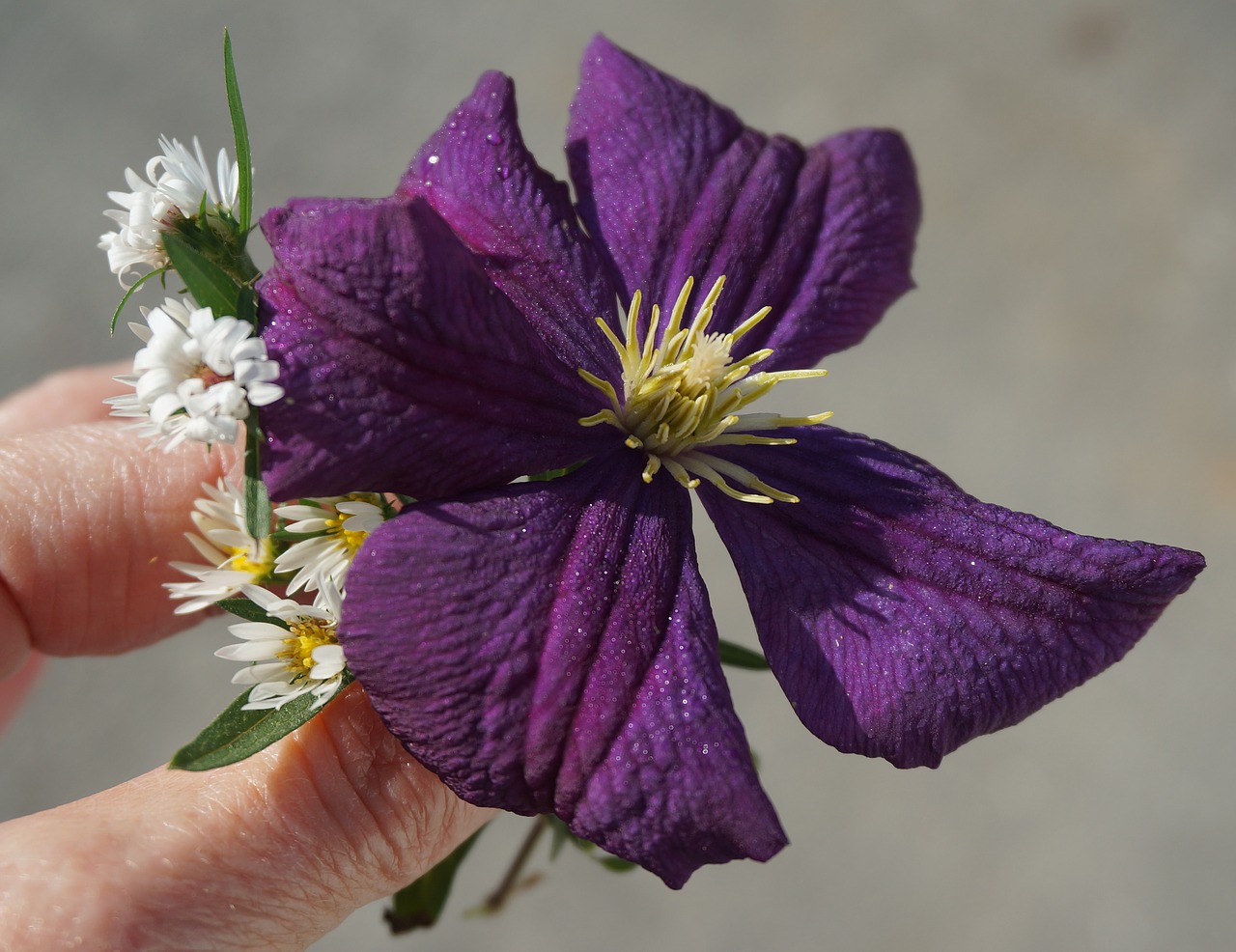 fall clematis asters flower free photo