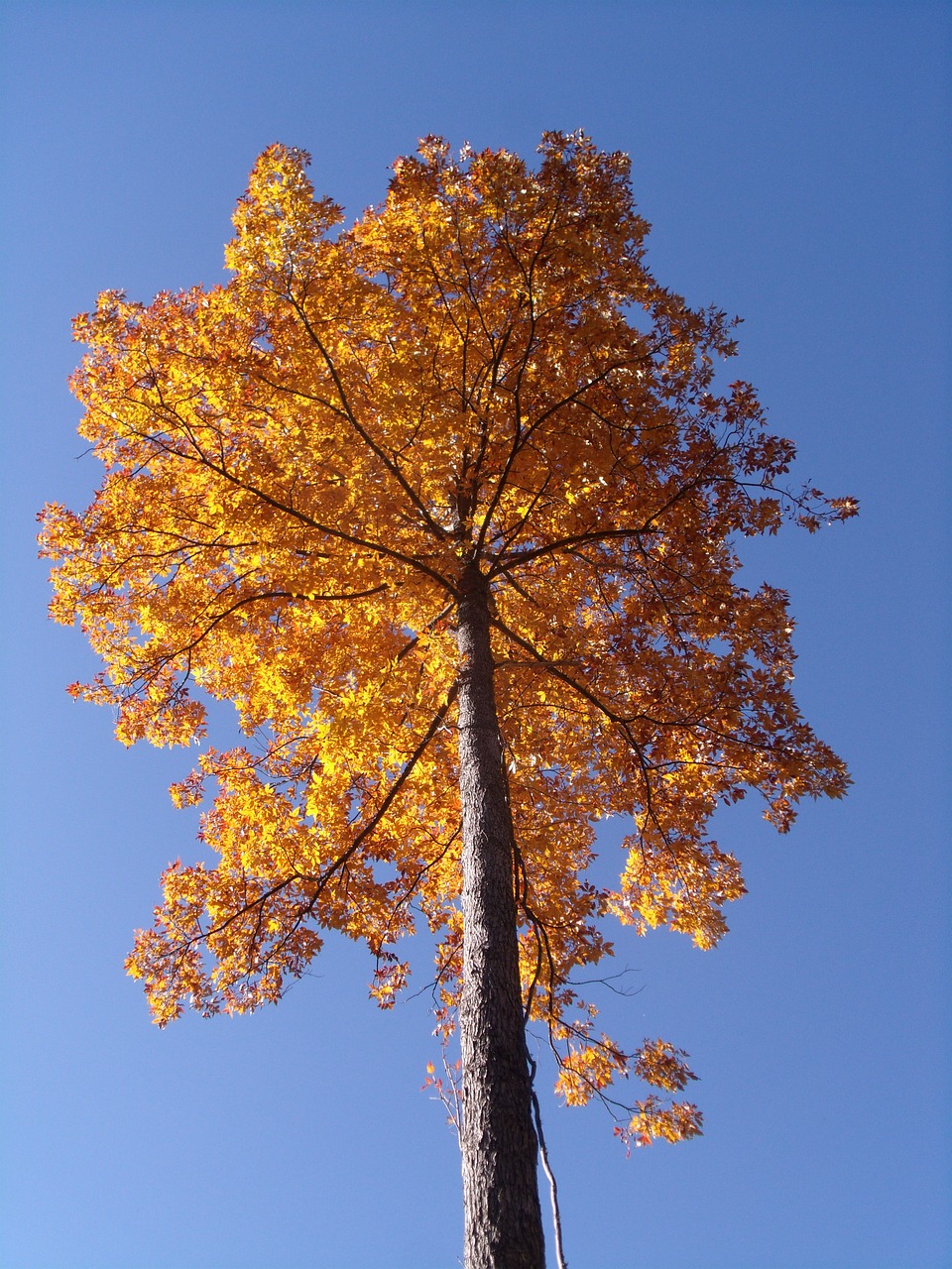 fall color foliage tree free photo