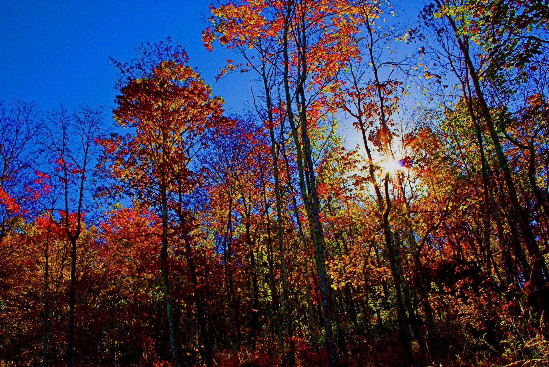 fall color autumn leaves free photo