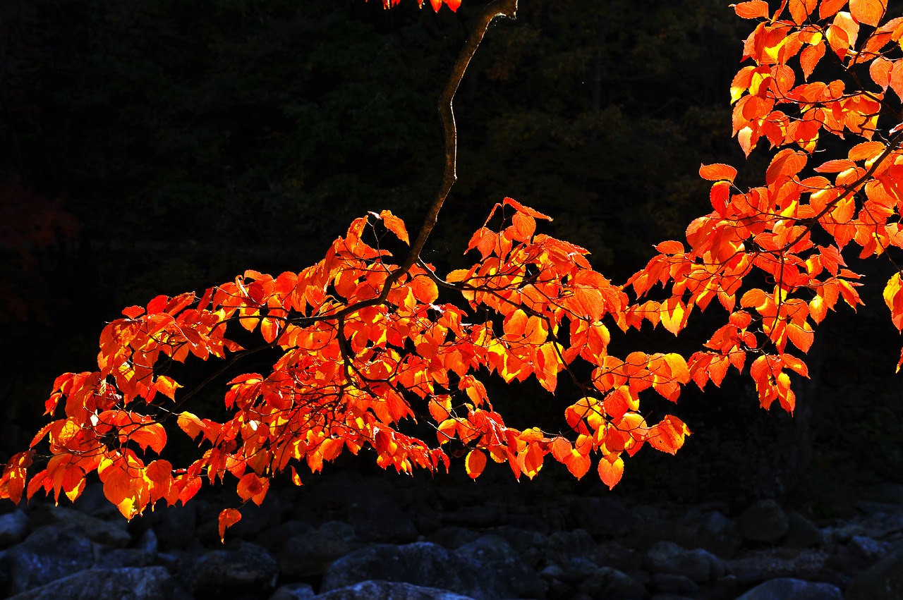 fall color autumn leaves jiri pia country free photo