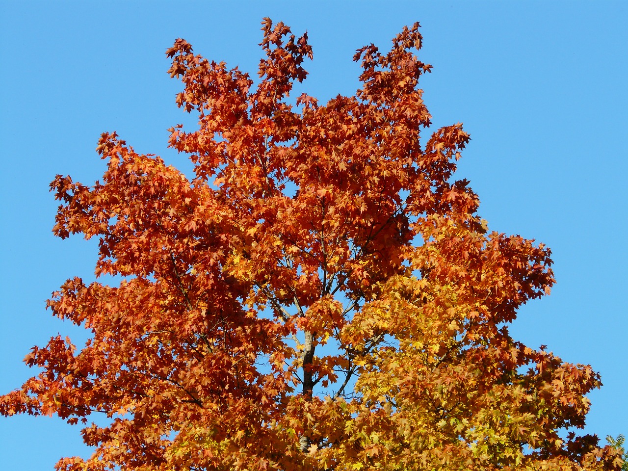 fall color tree maple free photo
