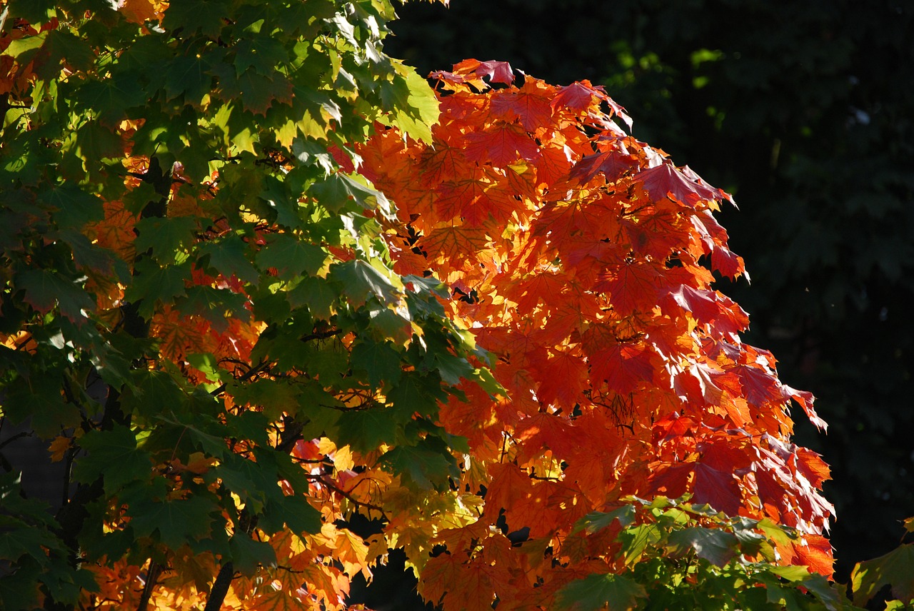 fall color fall foliage tree free photo