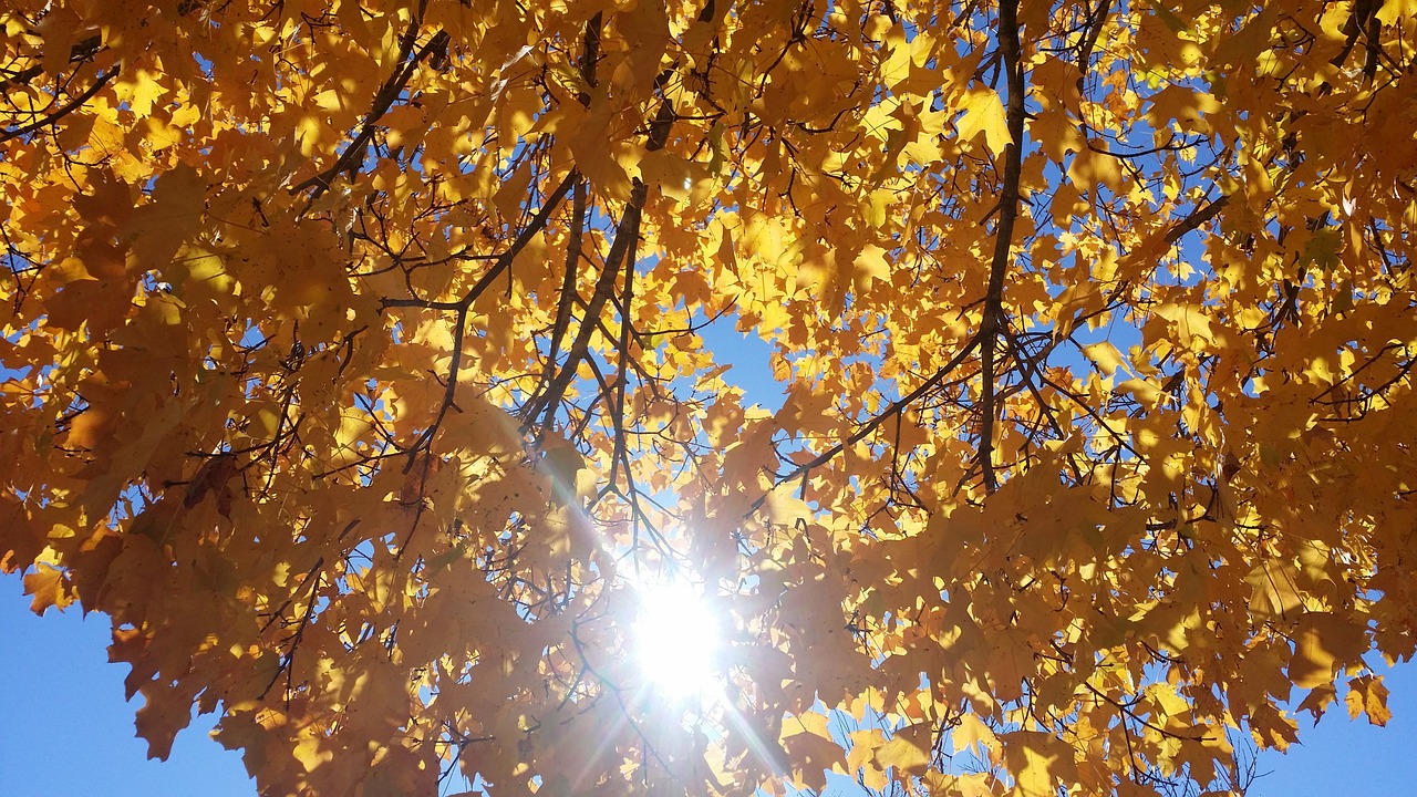 fall colors tree maple free photo