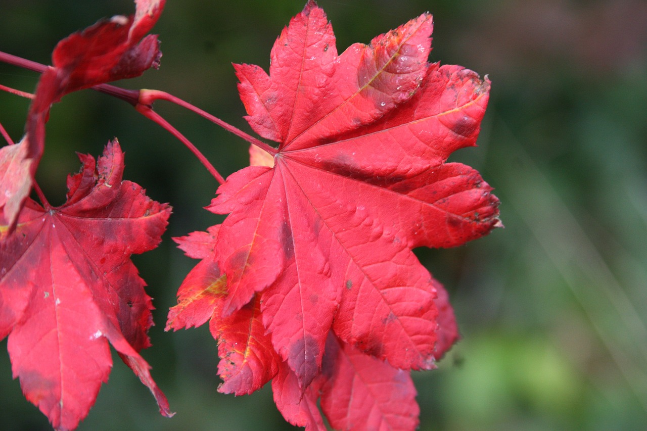 fall colors maple leaf red free photo