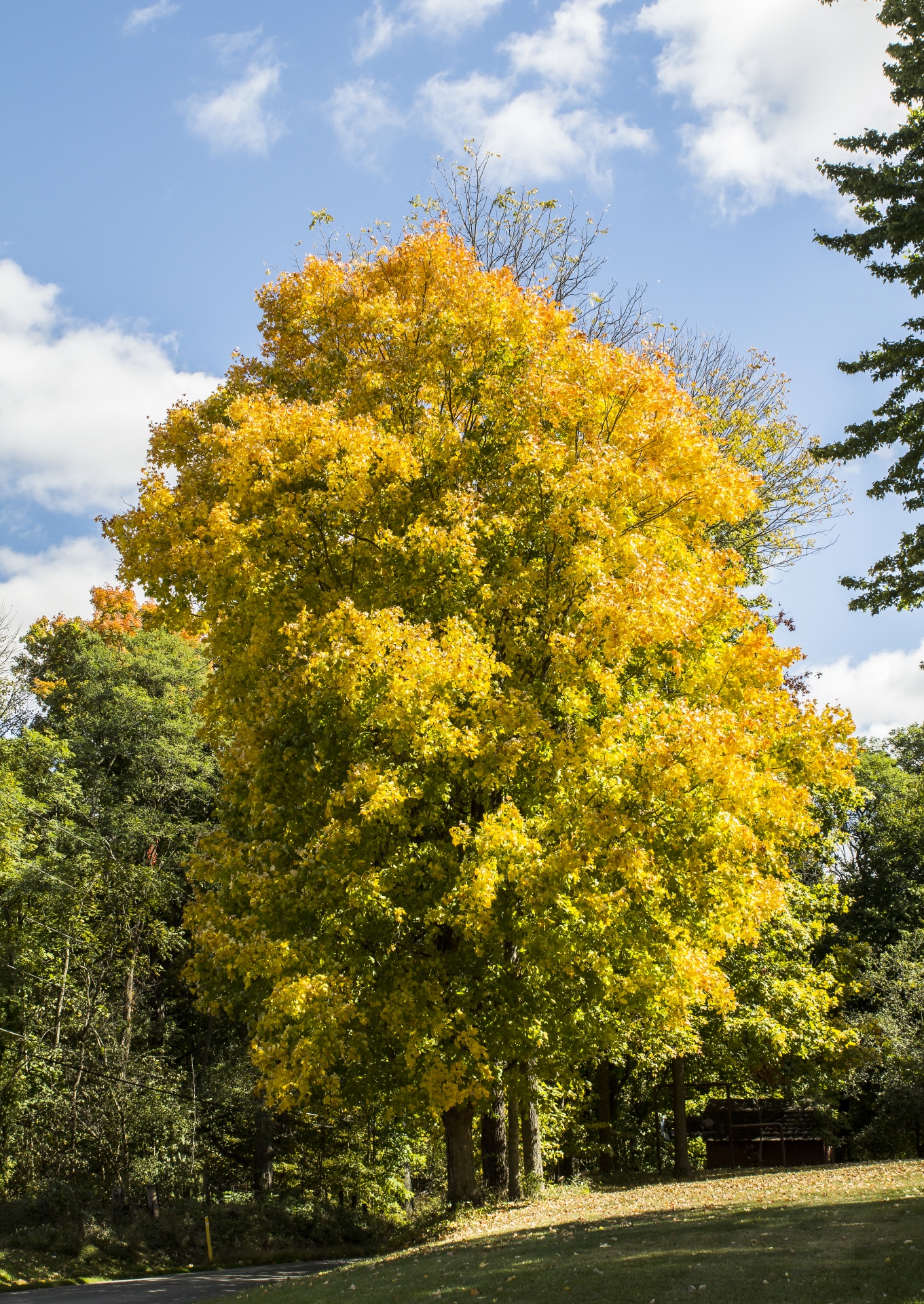 foliage trees fall colors serenity autumn free photo