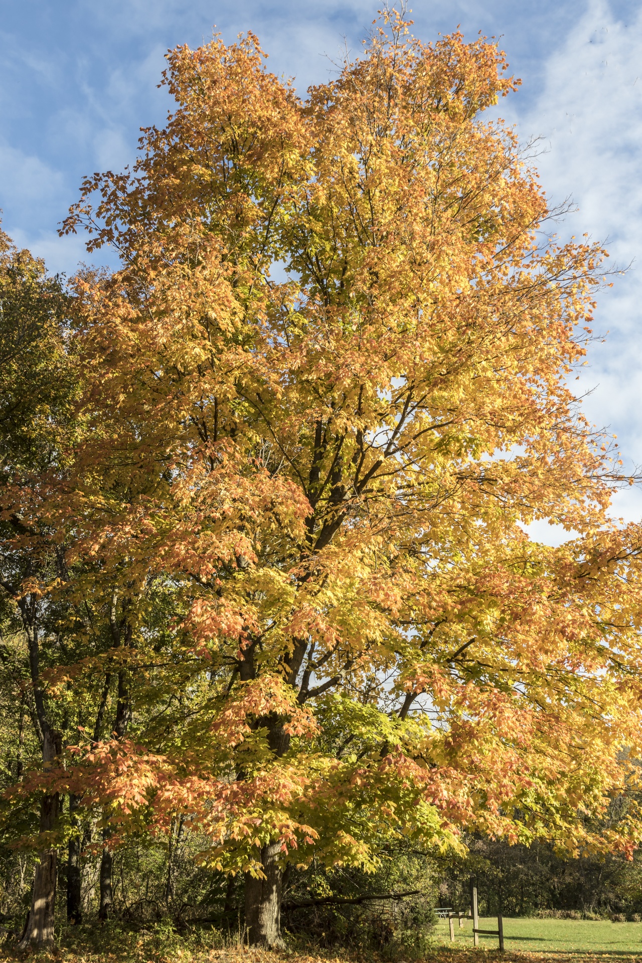tree autumn foilage free photo