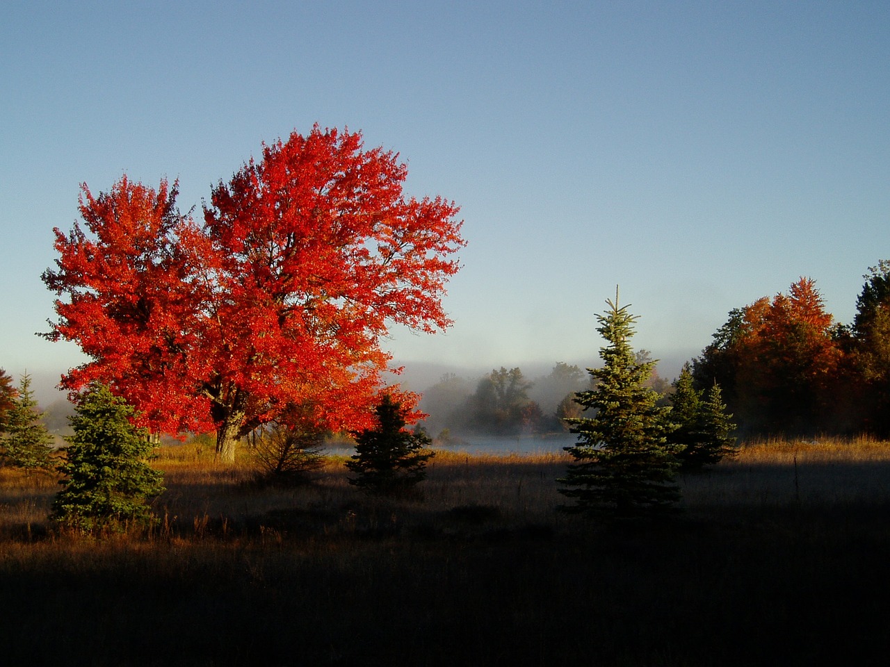 fall colors foliage nature free photo