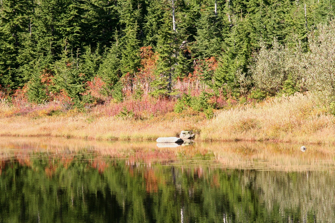 fall colors fall leaves reflection free photo