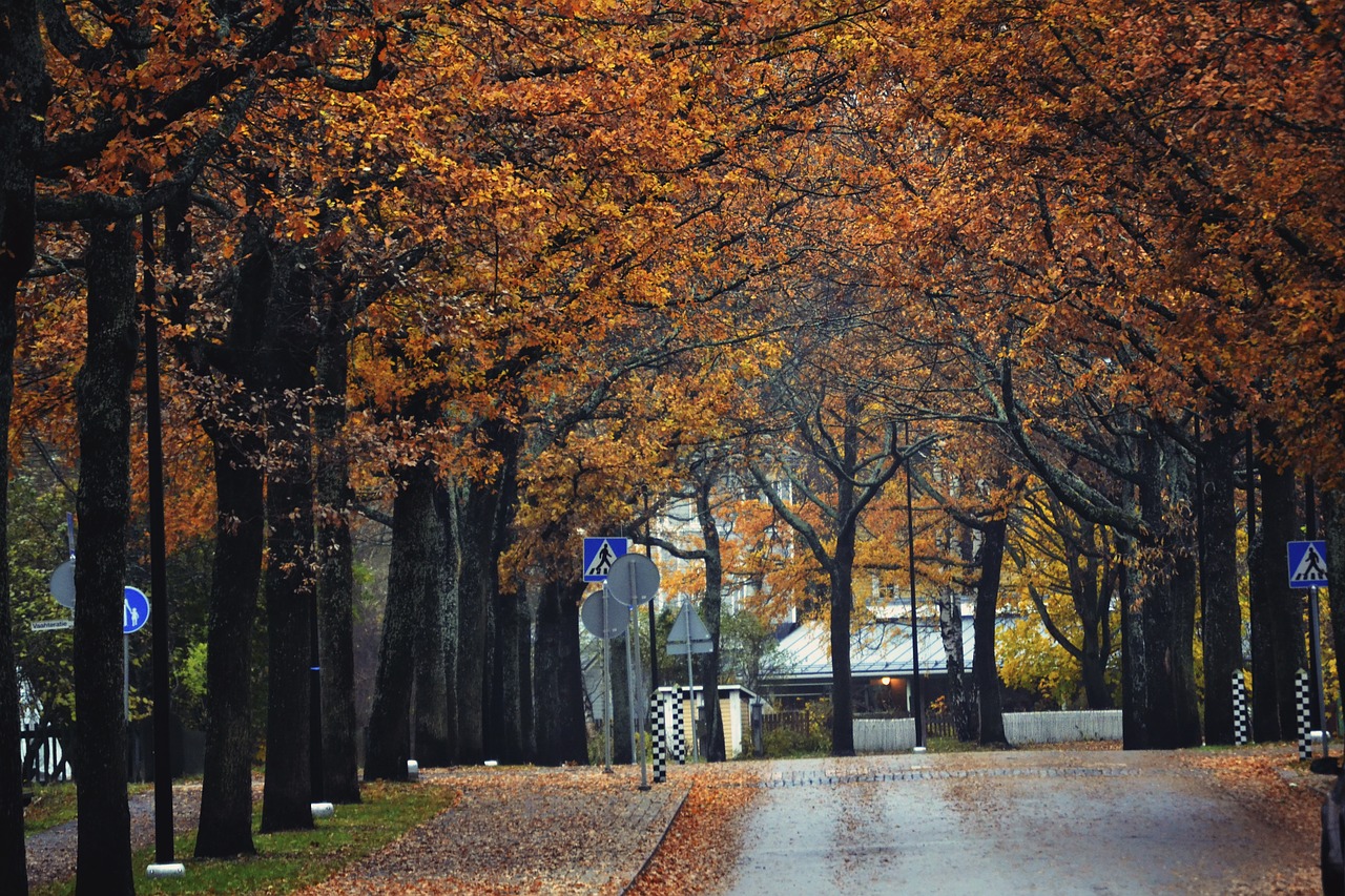 fall colors street tree free photo