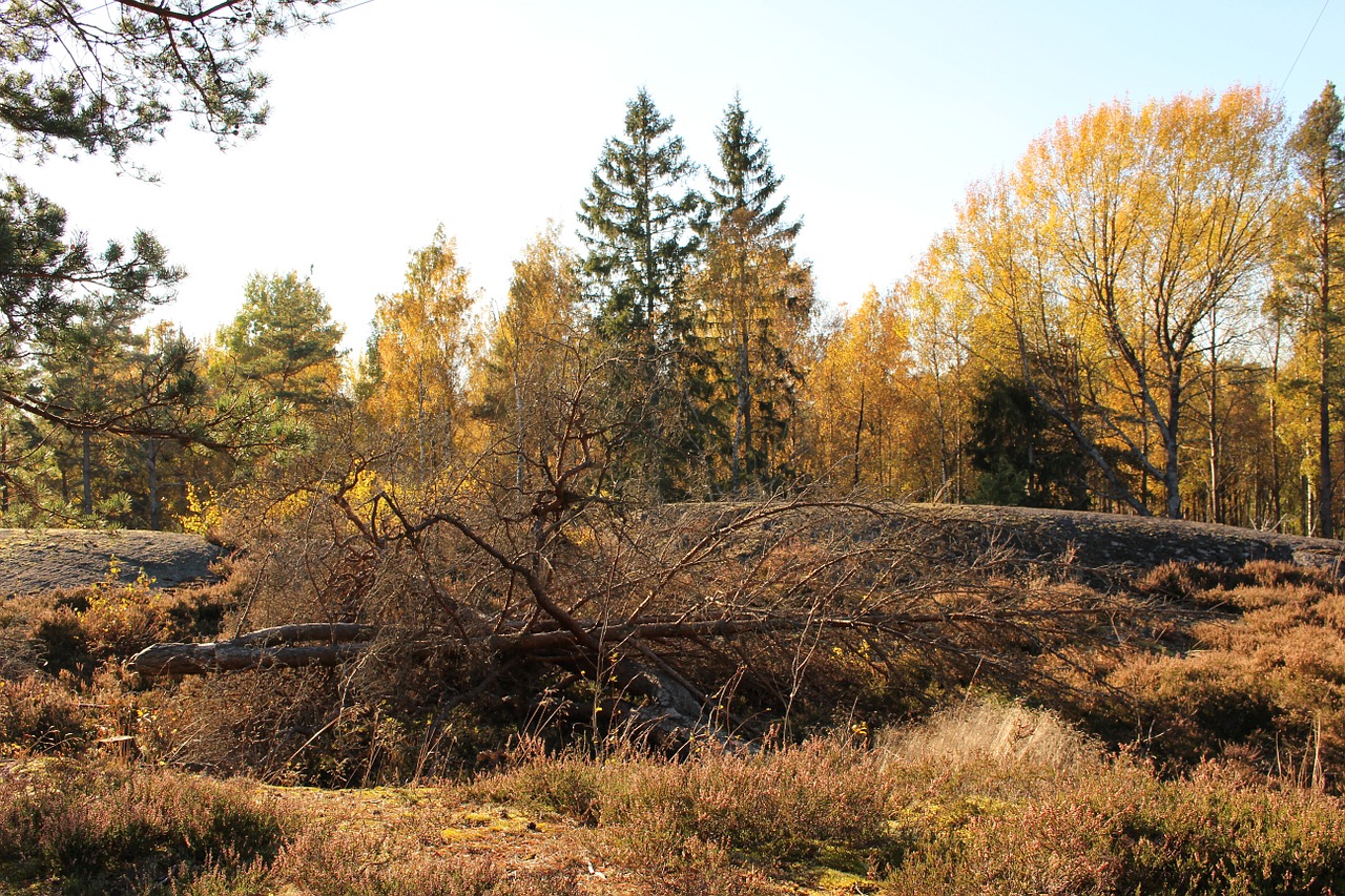 fall colors forest tree free photo