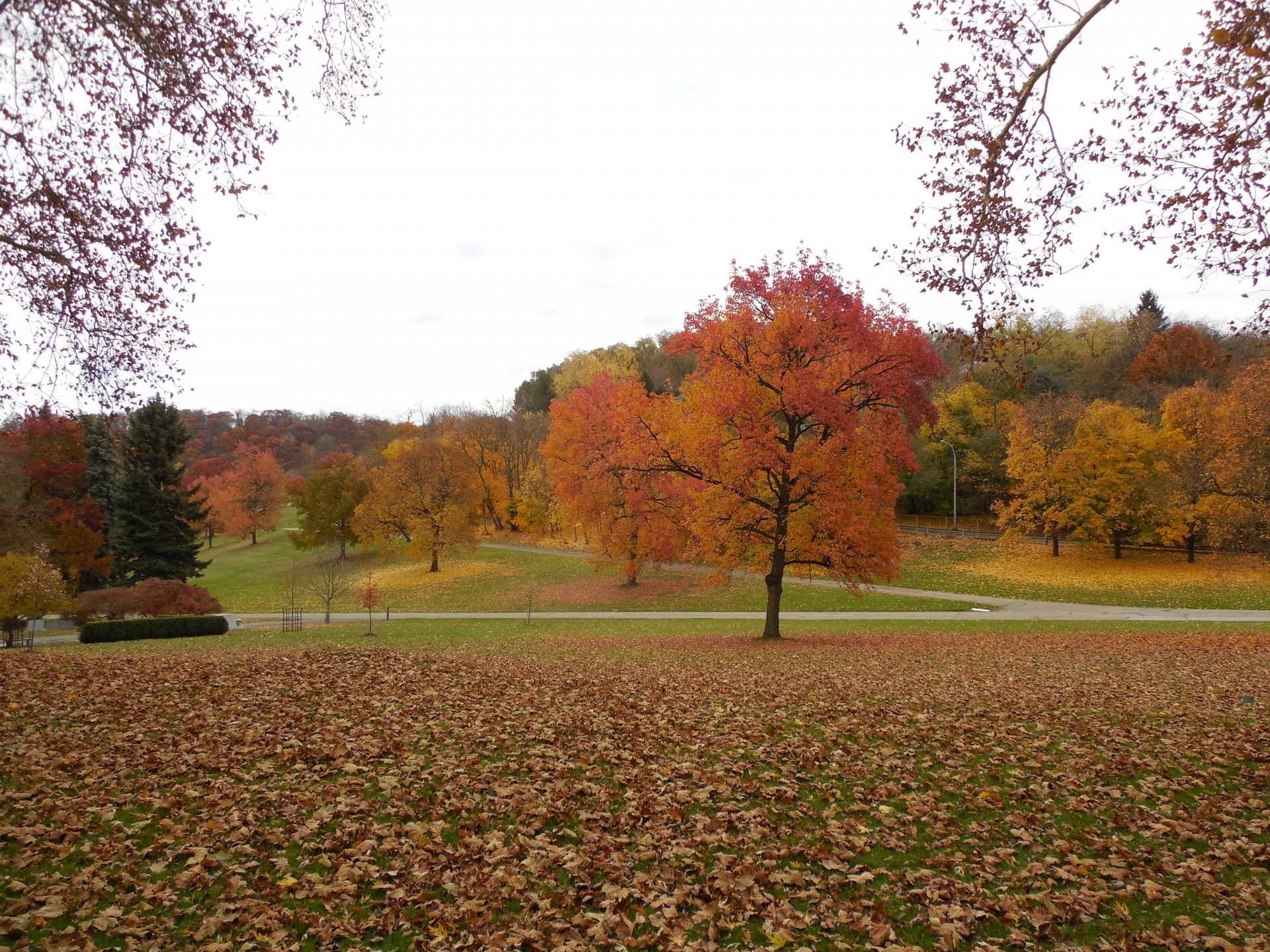 fall autumn tree colors free photo