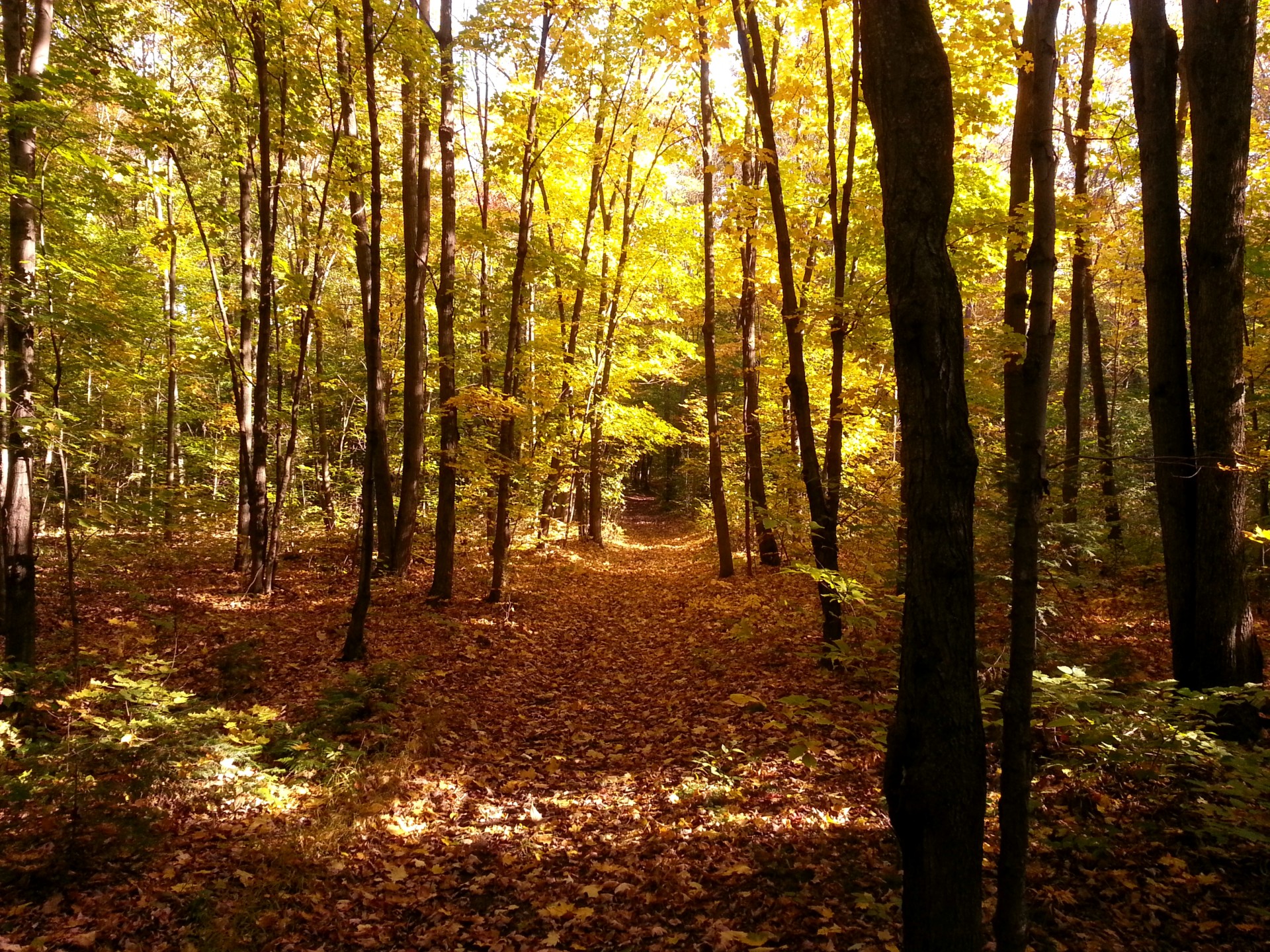 autumn landscape forest free photo
