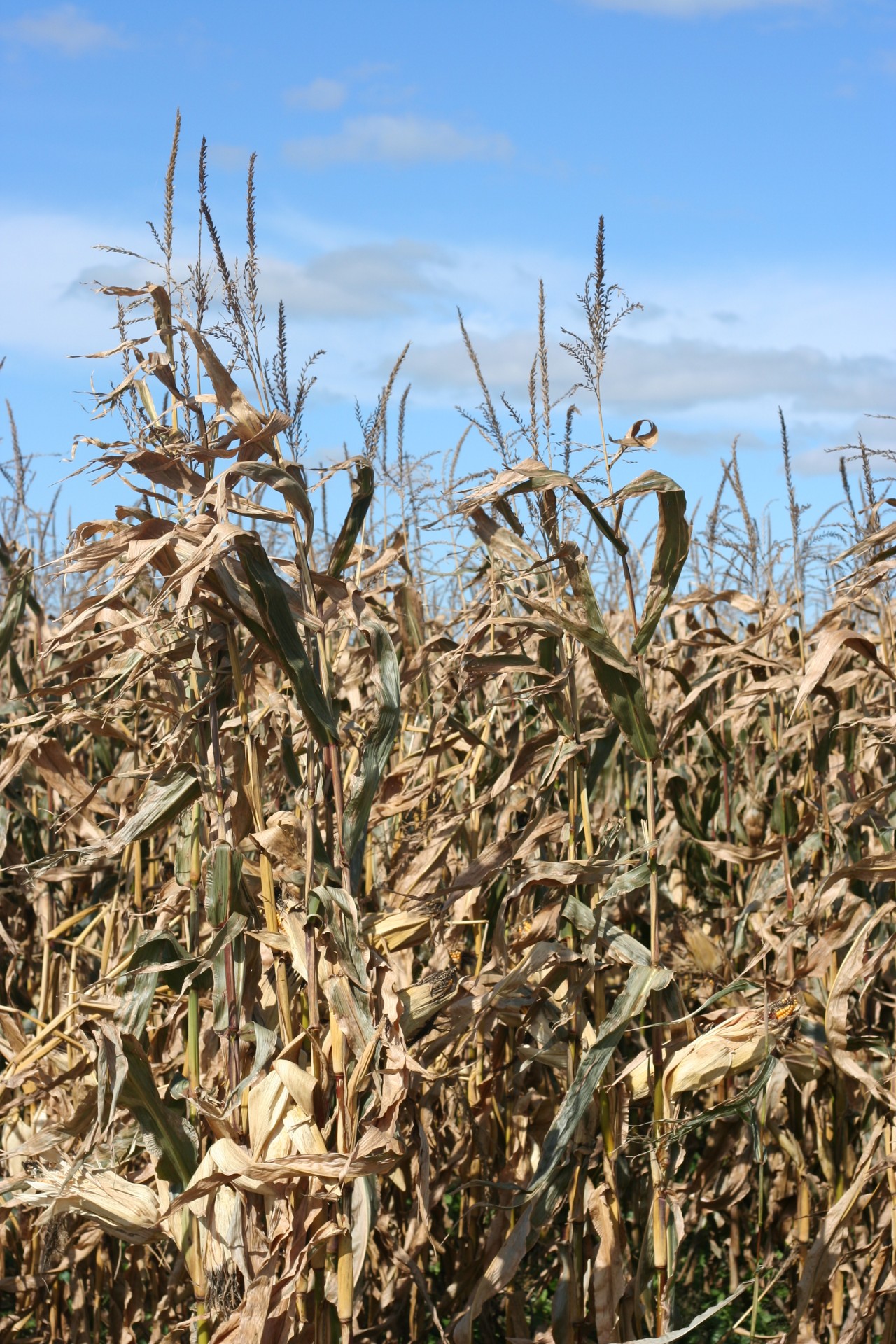 corn stalks field free photo