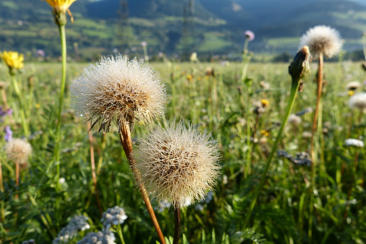 fall dandelion faded dew free photo