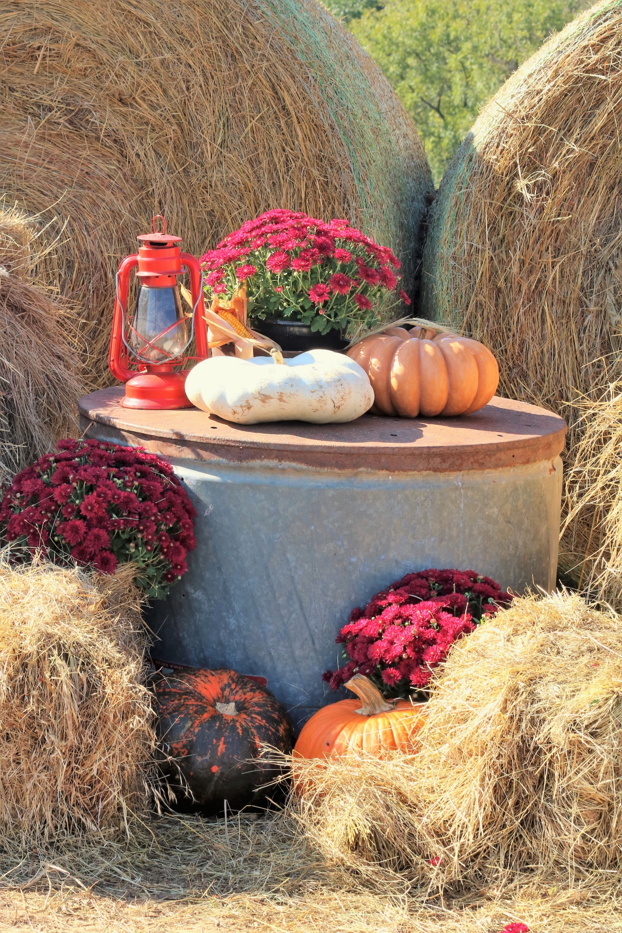 nature hay hay bales free photo