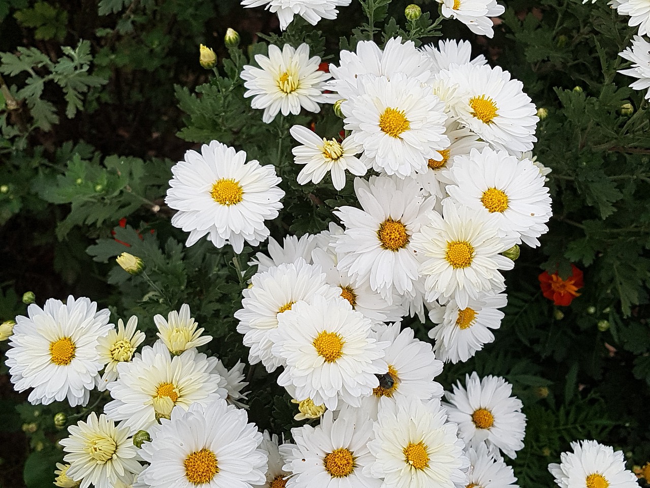 fall flowers chrysanthemum flowers free photo