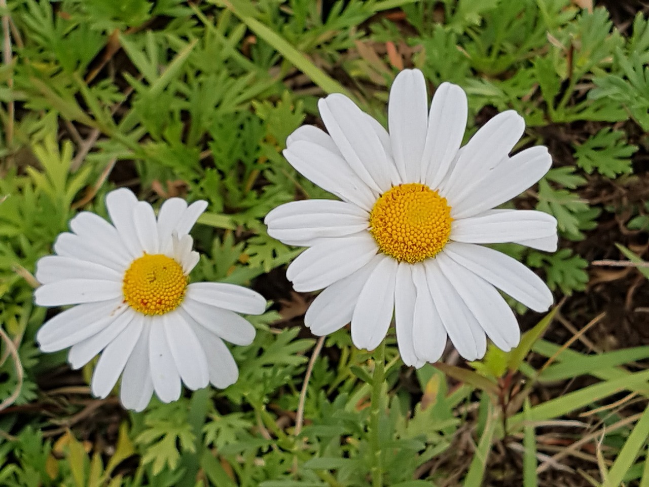 fall flowers white flowers wildflower free photo