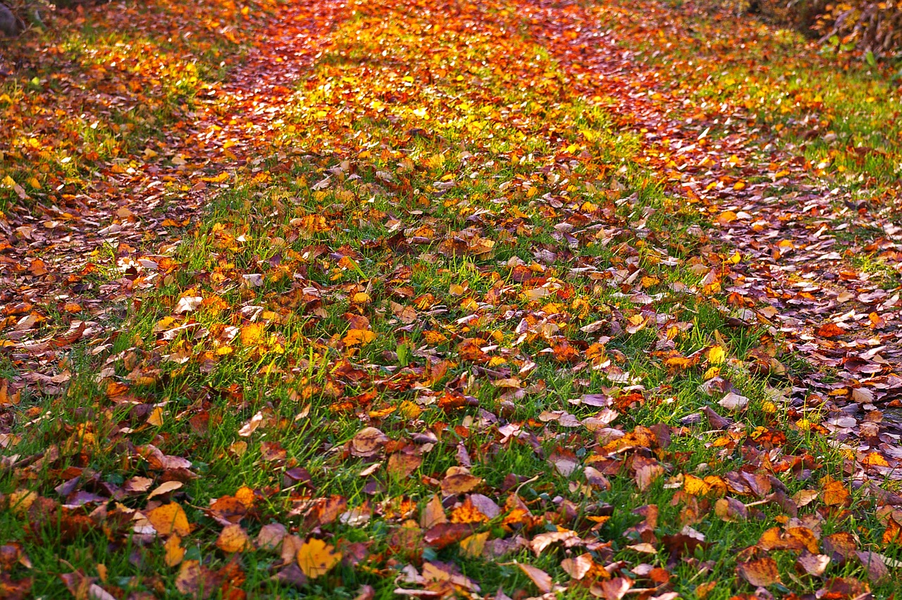 fall foliage golden autumn autumn free photo