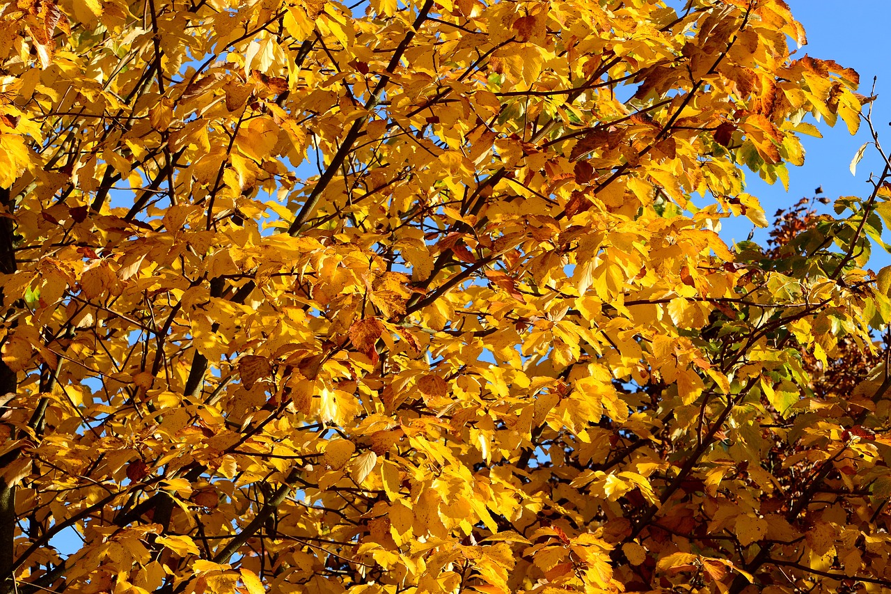 fall foliage autumn golden autumn free photo